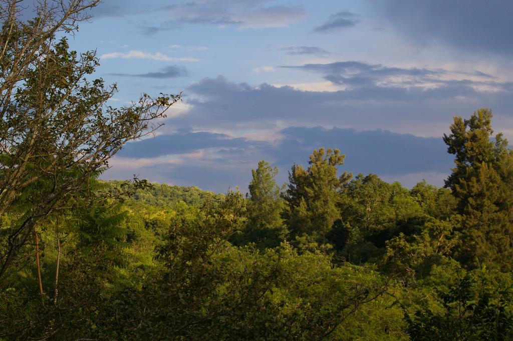 Bush Baby Glen Villa Hazyview Rom bilde