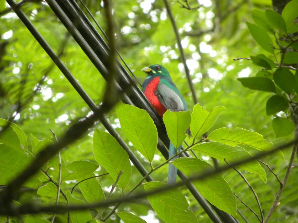 Bush Baby Glen Villa Hazyview Rom bilde